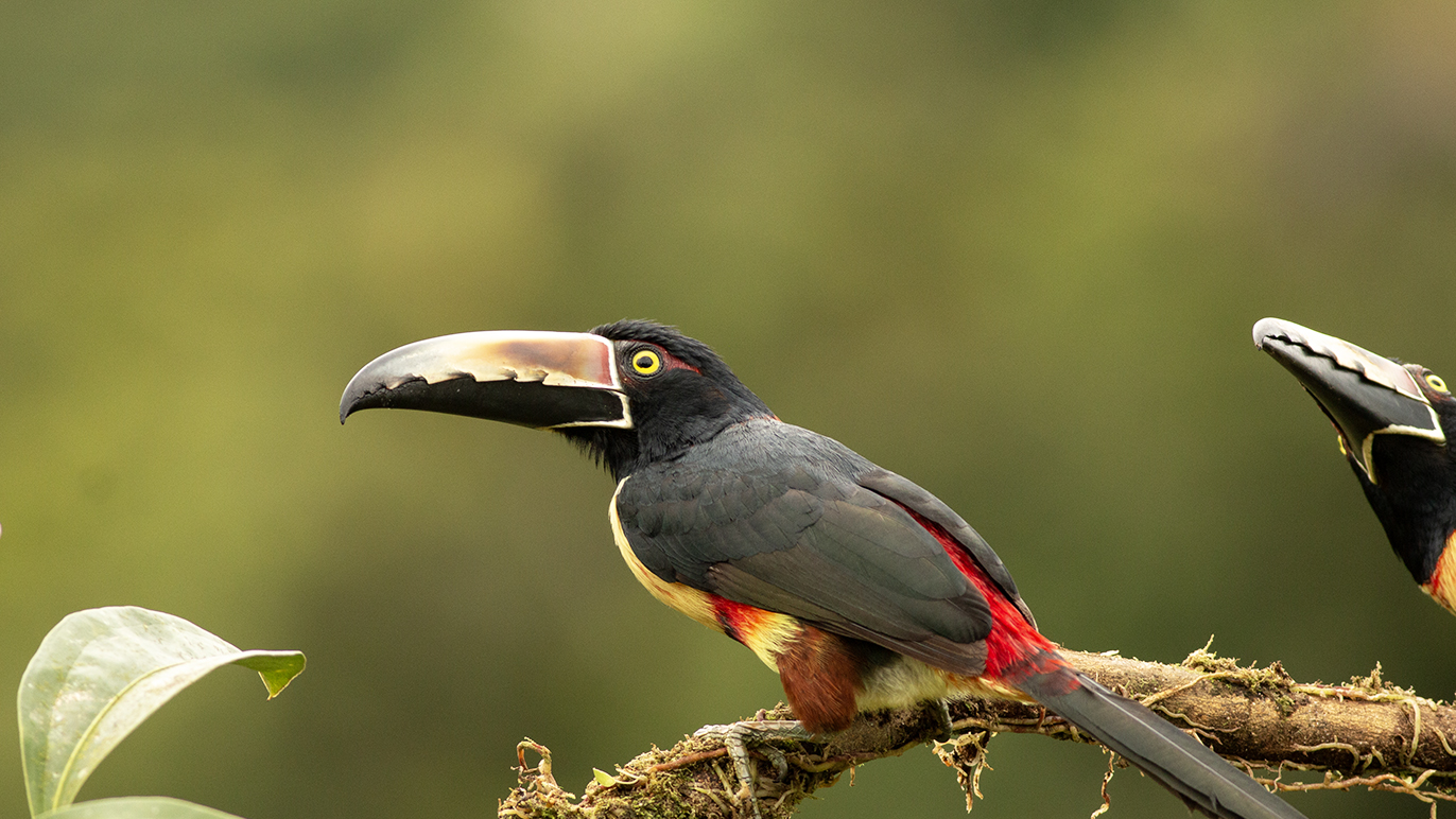 Collared Aracari